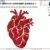 Anatomical full heart machine embroidery design from wido embroidery.com