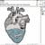 heart anatomy dolphin embroidery design from widoembroidery.com