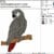 grey parrot embroidery design from widoembroidery.com